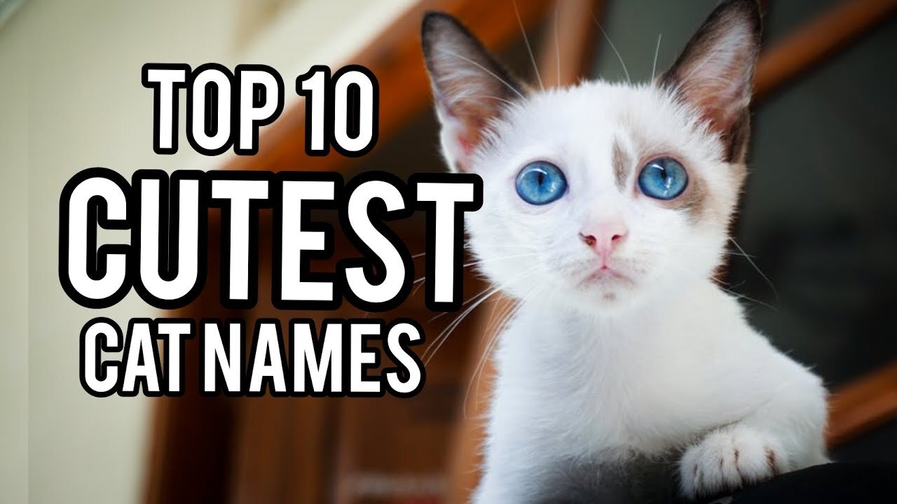 Cutest Cat Names - TOP 10 Cutest Cat Names For Male & Female!