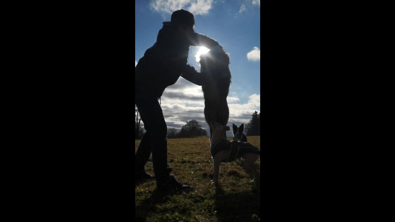 Australian Shepherd creates "eclipse" while jumping through owner's arms