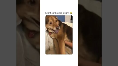 😂 #shorts #shortsvideo #funny #dog #fyp