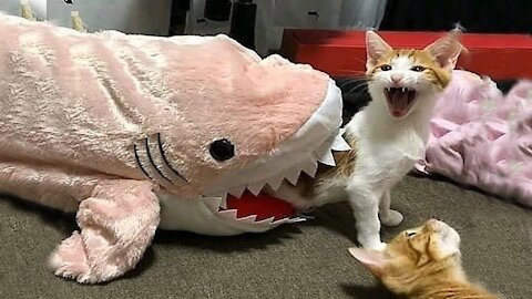 YOU may LAUGH TO DEATH - Funniest Pets Compilation