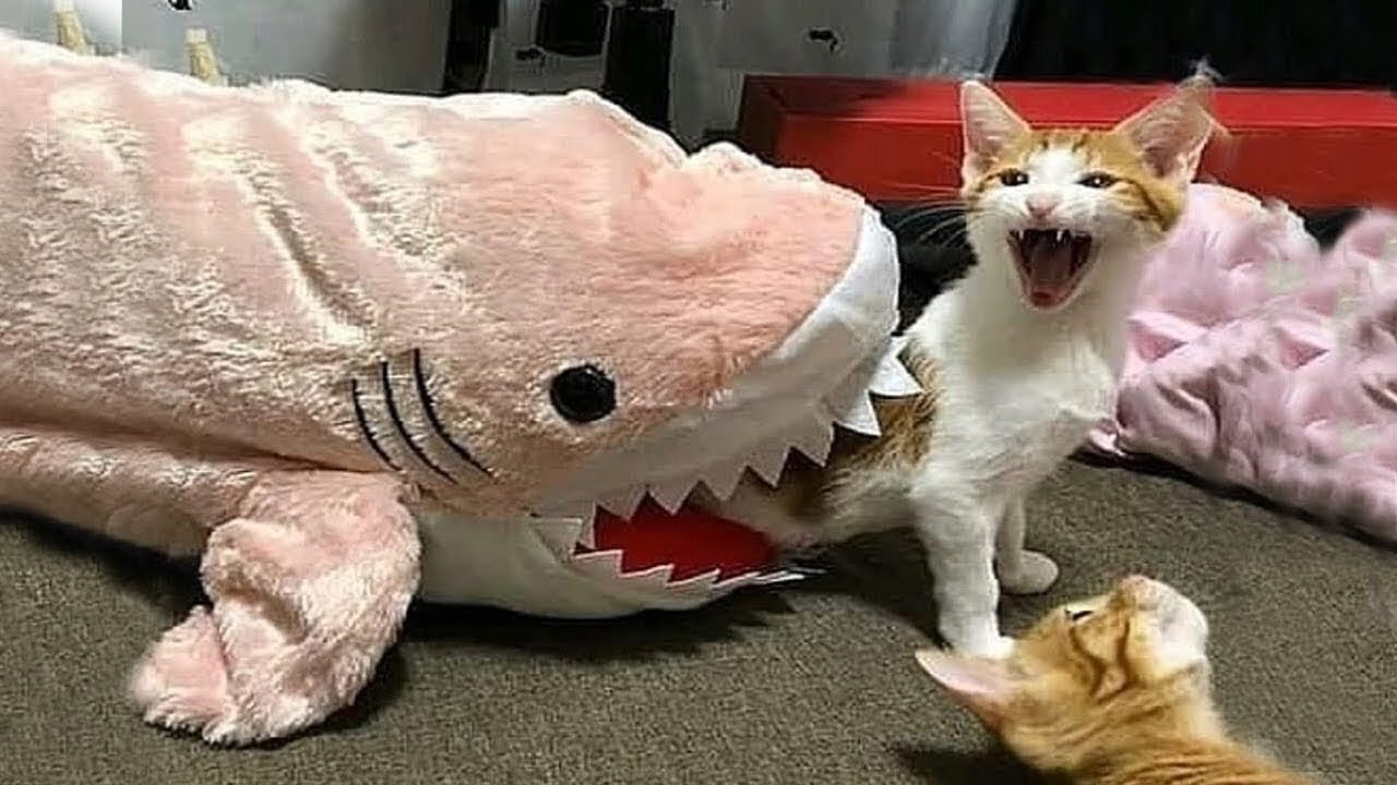 YOU may LAUGH TO DEATH - Funniest Pets Compilation