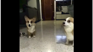 Corgis confronted with crime, but which one is guilty?