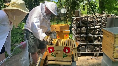 NEW BEE KEEPER 3 LAYING QUEENS FROM ONE COLONY SWARMING