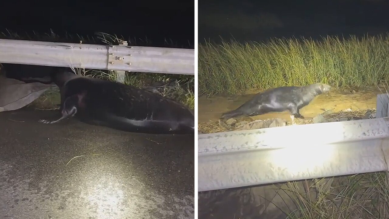 Police help wandering seal return to ocean