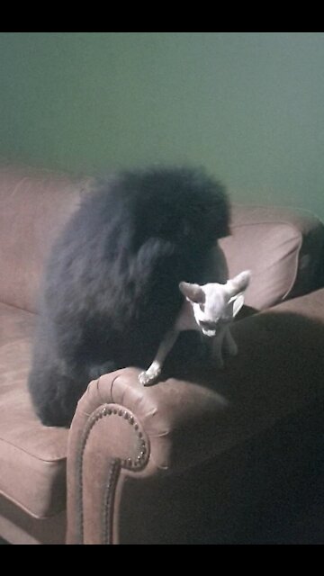 Chow chow puppy kisses Sphynx cat