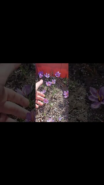 Beautiful little DIY Saffron bed blooming away!