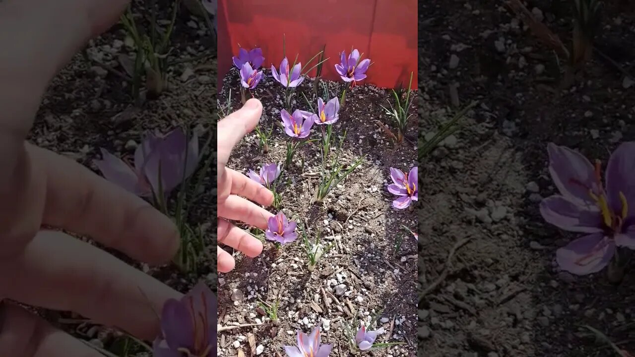 Beautiful little DIY Saffron bed blooming away!