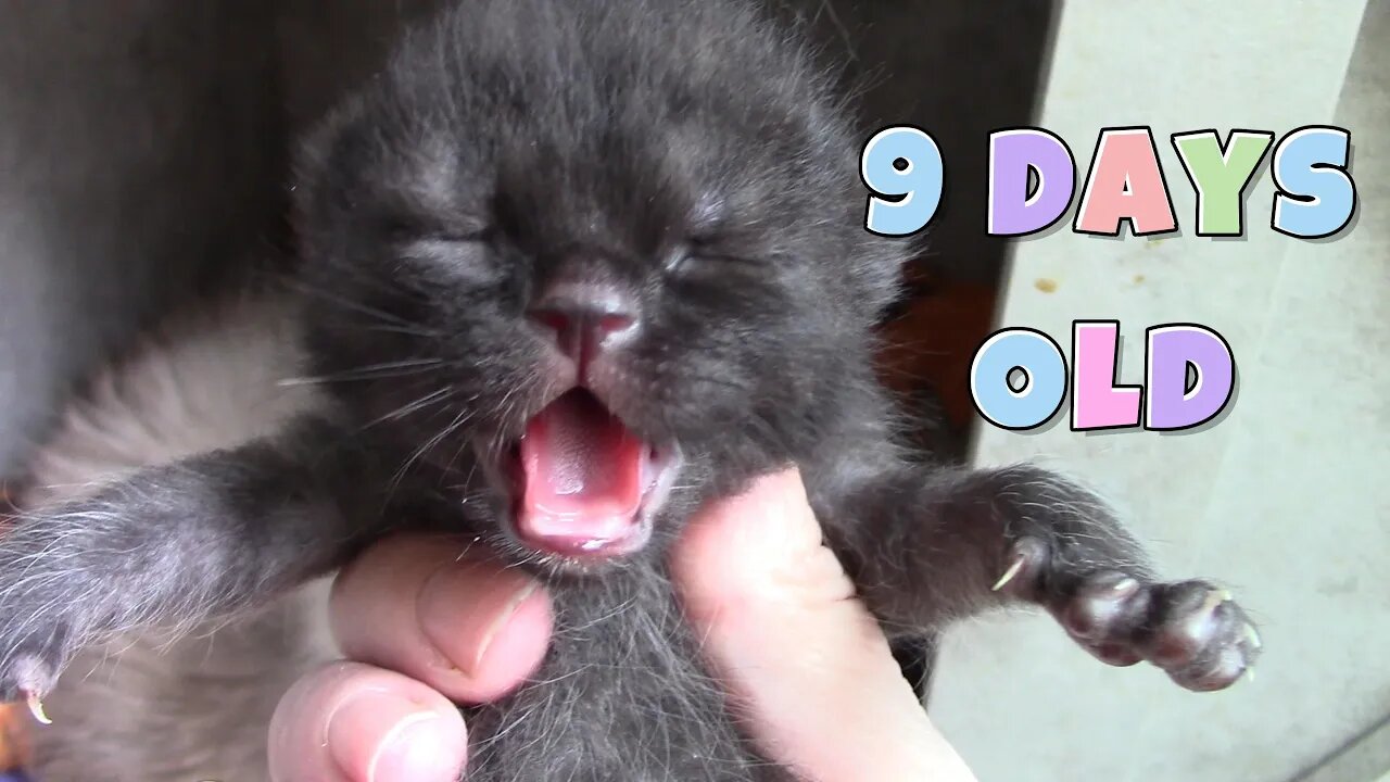 Misha's Kittens Are 9 Days Old! 😻