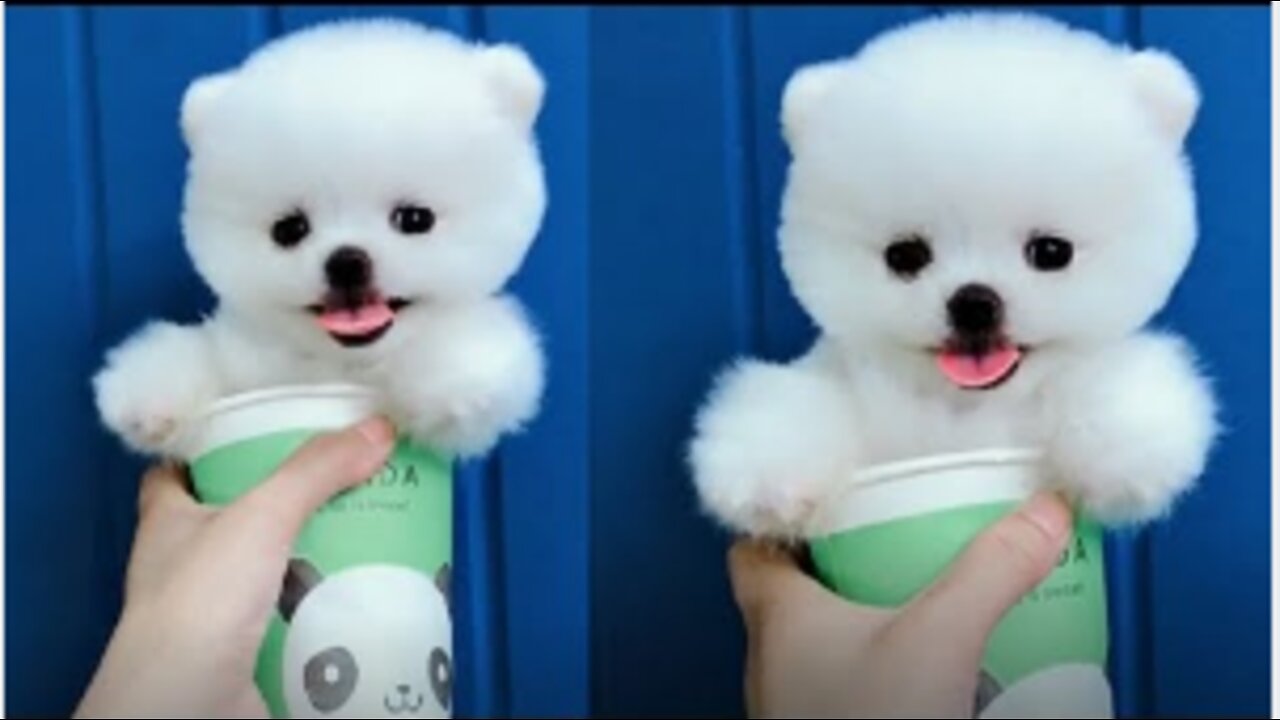 Tik Tok Puppies Cute and Funny Dog Videos Compilation