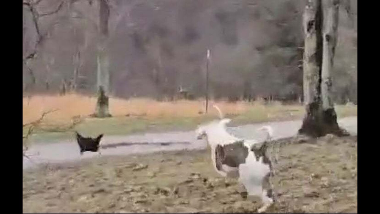 TRAINING LOVELY & LORETTA To FOLLOW LULU'S LEAD With The CHICKENS!