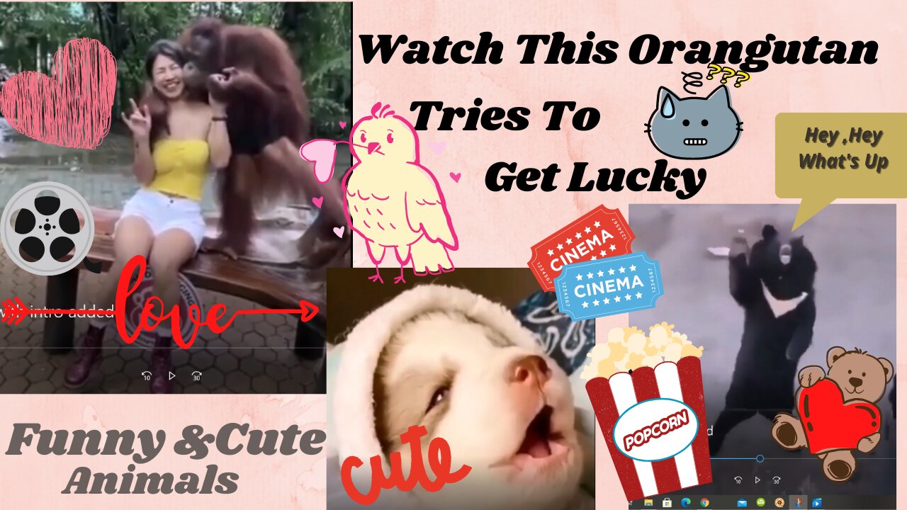 Watch👀 This Orangutan Try To Get Lucky 😂🤣Plus Funniest Cute Animal Clips..