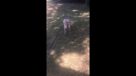 Mole hunting
