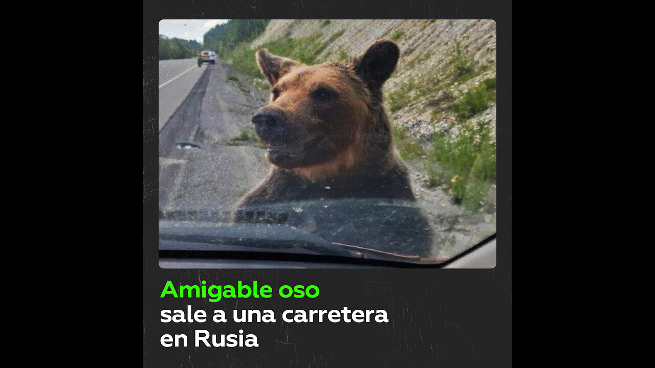 Un oso sale a una carretera y ‘hace amigos‘ con automovilistas