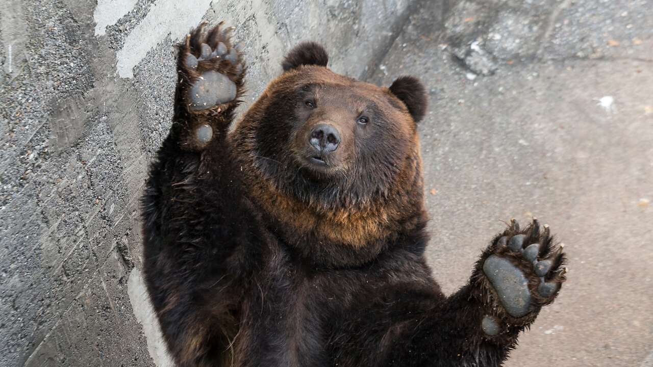 Bear Rescue - Wildwood Trust