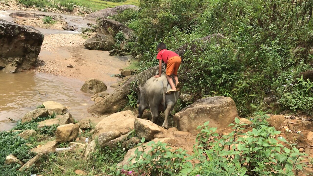 Boy on the back of a wild Buffalo