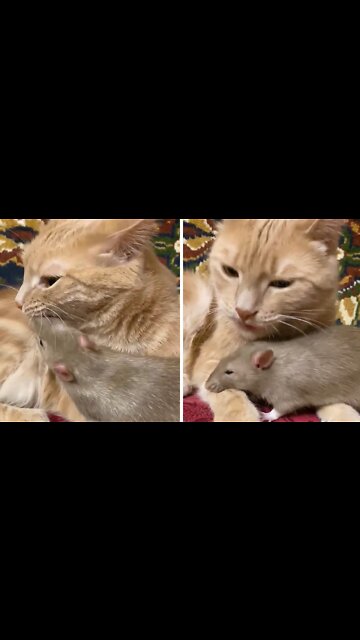 Kitty Gives Rat Best Friend A Loving Bath