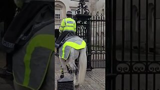 Met police horse's #horseguardsparade