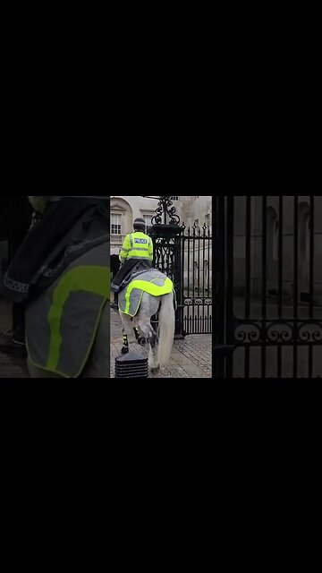 Met police horse's #horseguardsparade