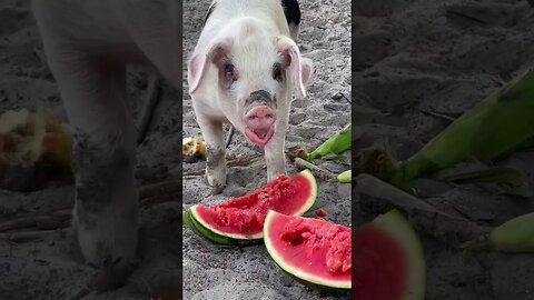 Watermelon apples and corn snack for the pigs #pigs #pig