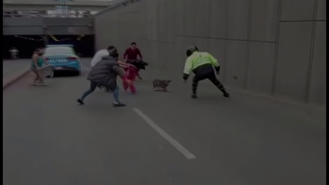 Bitch runs away from home, dribbles cops, and traffic is disrupted in Lima Peru