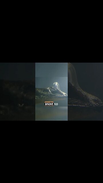 This Lizard Casually Breathes Underwater