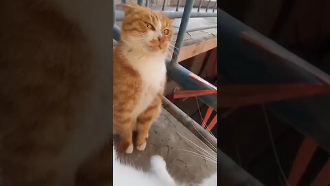 innocent cat 🙂 #funny #funnyshorts #trynottolaugh #funnyclip #comedy #funnyvideos #cat #comedyvideos