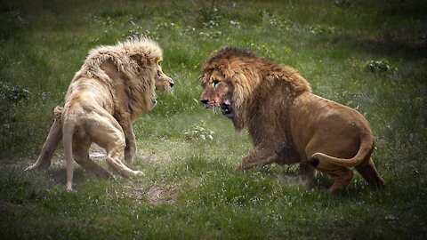 Wild animals fights 2021!!!