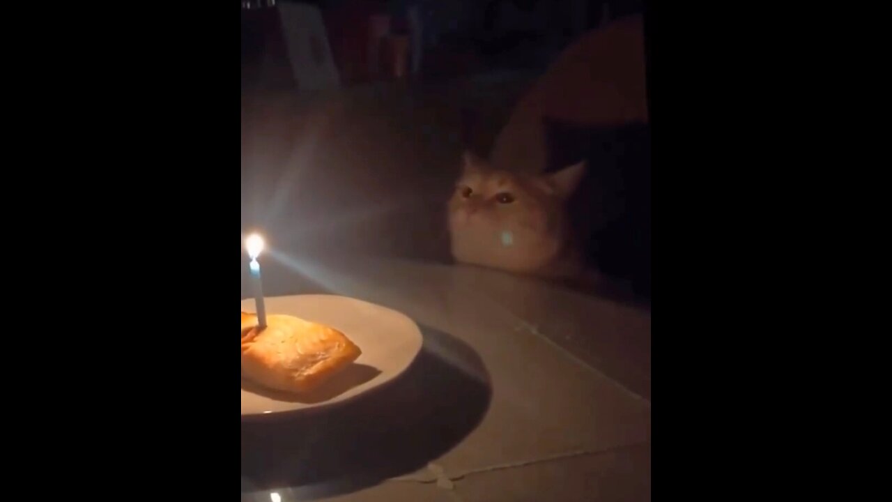 Cute Kitty Cat's Birthday