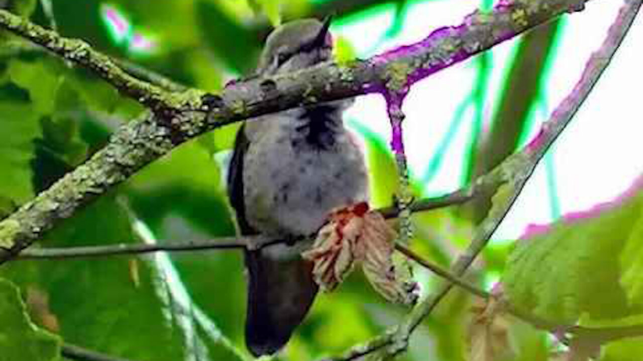 IECV NV #224 - 👀 Hummingbird In The Filbert Tree 5-4-2016