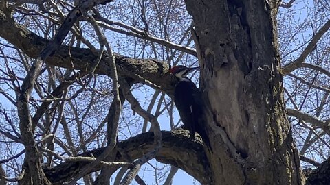 Pileated wood pecker pecking dangerously