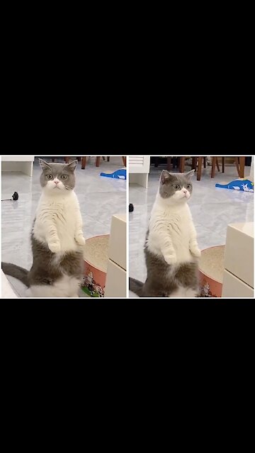 Kucing Mencari Suara Anak Bayi