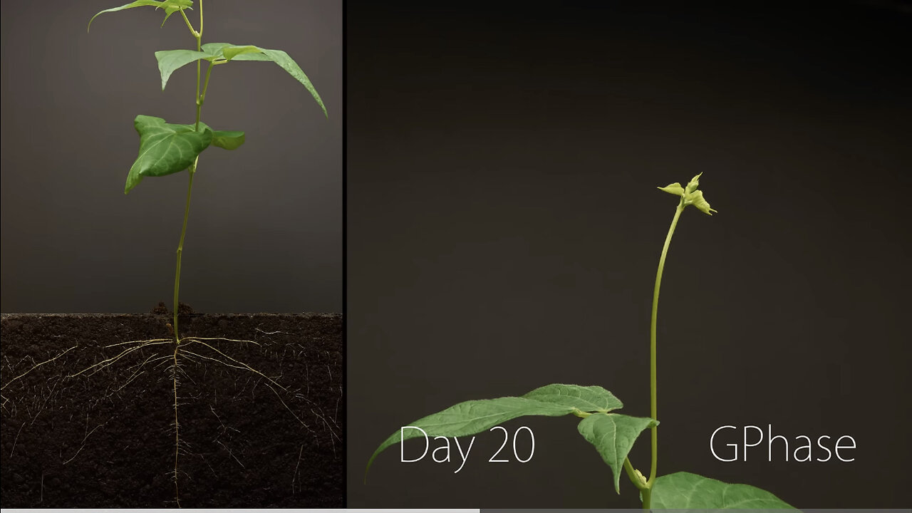 Bean growth Timelapse