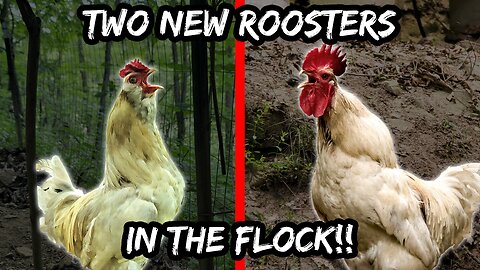 We Have TWO New Roosters!! | Moving The Chicks Outside!!
