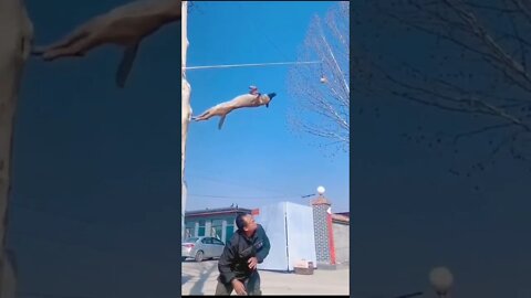 Super Flying Dog - Amazing jump Tiktok #shorts