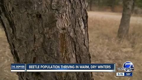 Beetle population thriving in warm, dry winters