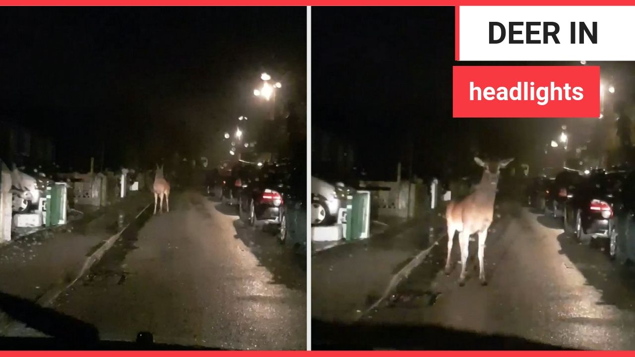 Moment a massive deer was caught in headlights