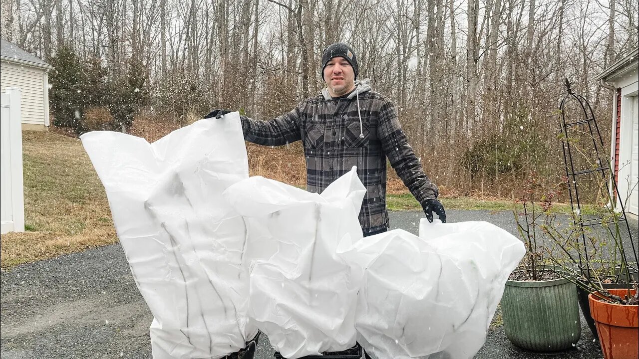 How to Protect Hydrangeas from a Late Frost