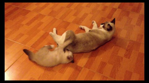 Sweet Kitten Plays With Its Mother Cat