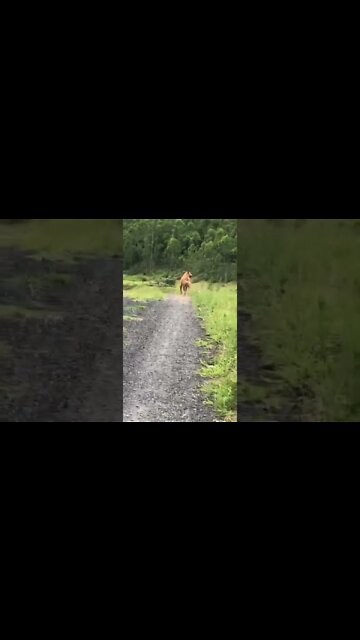 Rescue dog on happy walk with his human