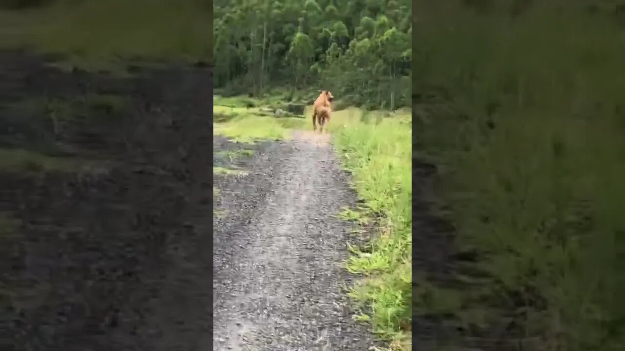 Rescue dog on happy walk with his human