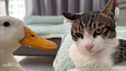 Funny animal video, funny cat video funny kittens