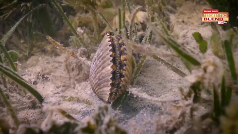 Scalloping | Morning Blend