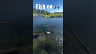 Catching Trout