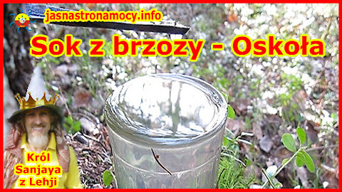Sok z brzozy - Oskoła
