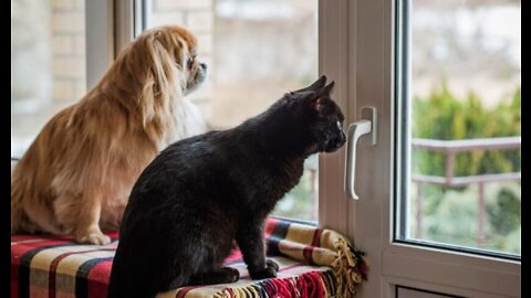 Dog - Cat Bond Shorts Buddy Creation