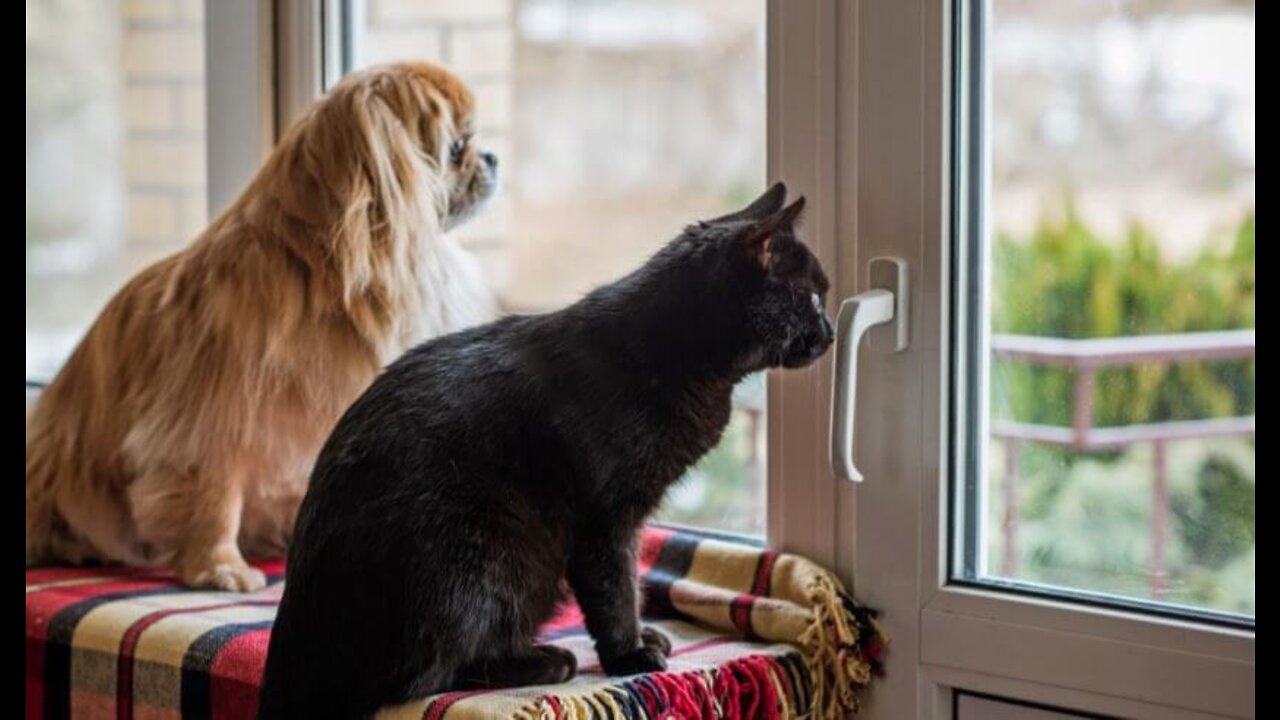 Dog - Cat Bond Shorts Buddy Creation