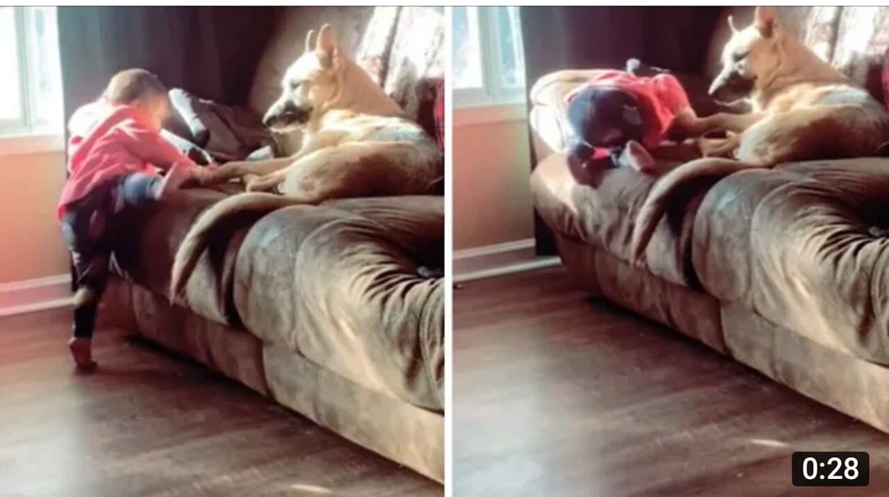 German Shepard helps little girl climb onto couch