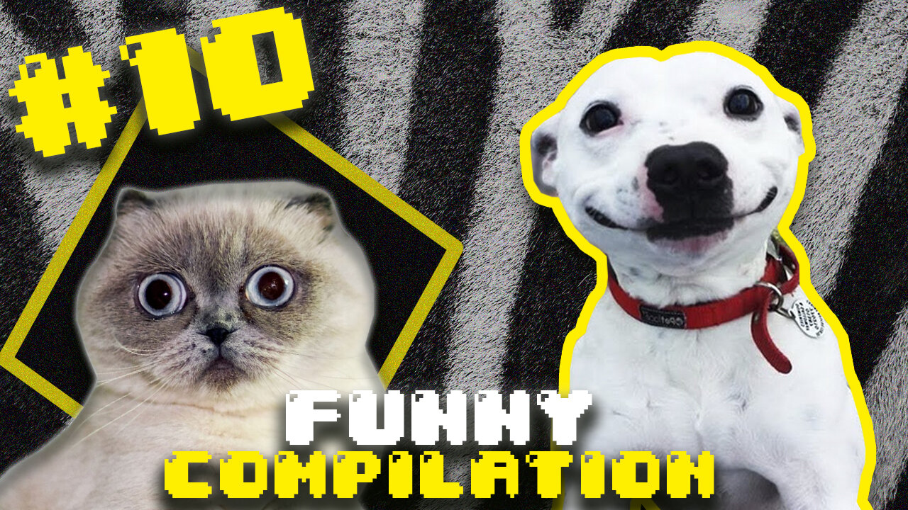 Compilation of cute and super funny animals, try not to laugh #10