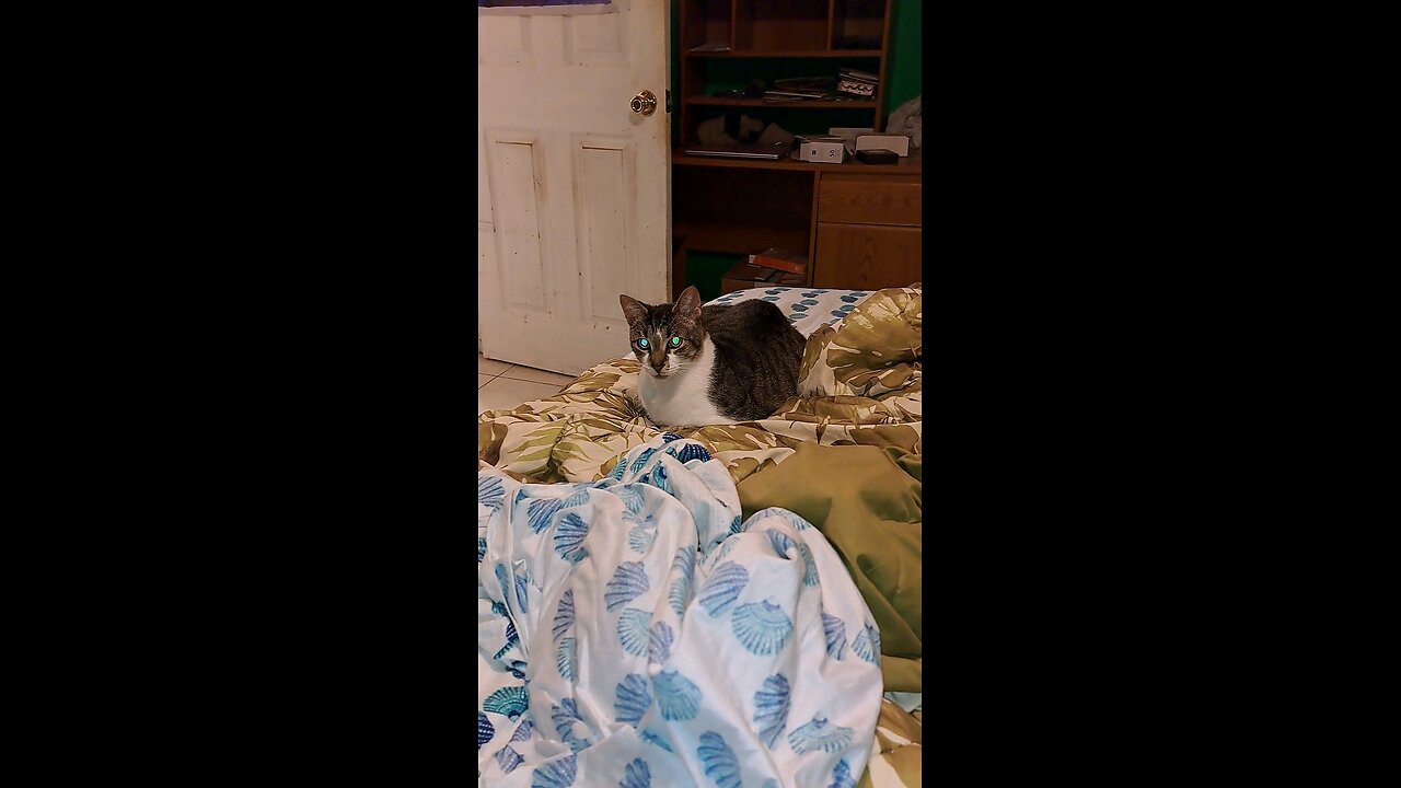 cat17