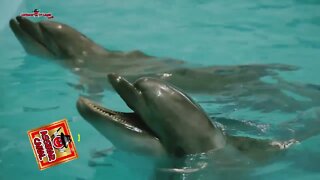 ANIMAIS MARINHOS|| Golfinho Nariz-De-Garrafa |Um Animal Muito Inteligente e Social | 2022